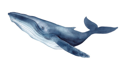 Whale watercolor illustration isolated on white background
