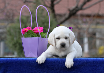 the yellow labrador puppy on the blue
