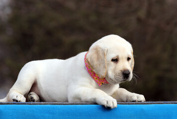 yellow labrador puppy on the blue