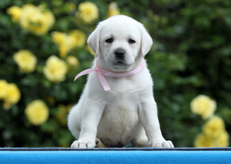 lovely nice yellow labrador puppy on the blue