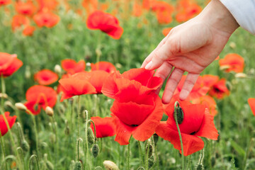 Obraz premium woman hand gentle touching poppy flower