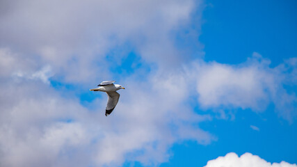 A seagull flying  in a partially cloudy sky
