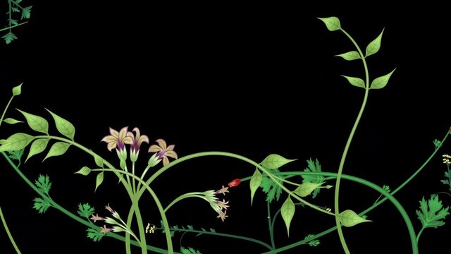 Growing plants, loop-able from 20:00 to end. Flowers and vines animation on black background, with a copy space area for your logo, text or titles.