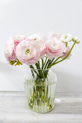 he Bouquet of pale pink Persian buttercups isolated on pale gray.
