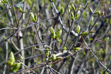 Diverse forest vegetation. Green grass and trees under the sun