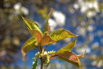 Spring time in Vaduz in Liechtenstein 4.4.2021