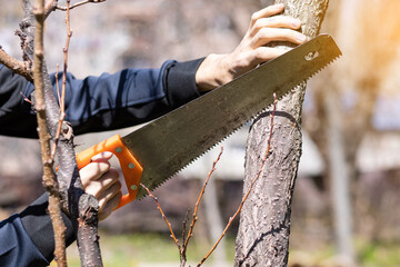a man sawing a tree in the garden