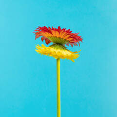 Creative composition made of red and yellow daisy flower combined in one. Aesthetic spring and...