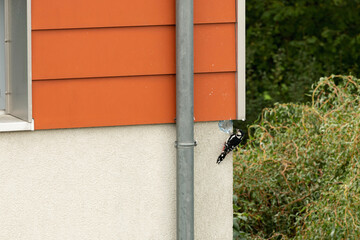 bird damage in town, great spotted woodpecker builds a breeding cavity into  the facade of a...