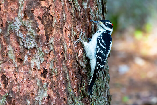 A male hairy woodpecker clinging to a large tree trunk, with a small piece of bark hanging from its long beak
