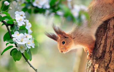  cute red squirrel sits in a warm spring garden among apple blossoms