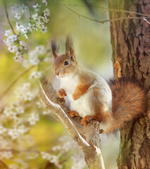 cute red squirrel sits on a cherry tree among white flowers in a spring warm garden