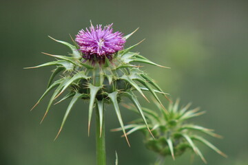 Thistle flower in the field