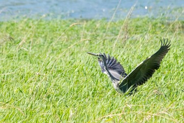 Flight of grey heron in the wild