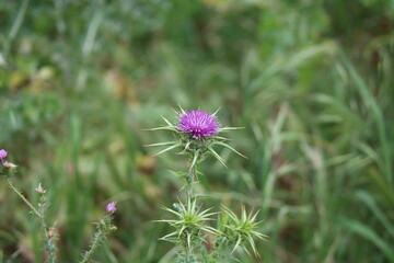 Thistle flower in the field