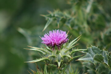 Thistle flower in the field