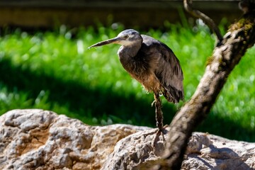 White-faced Heron in zoologic park