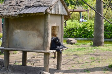 動物園の猿