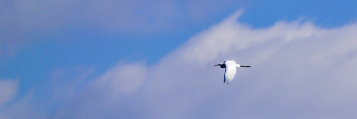 Flight of great egret in the sky