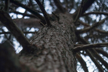 Trees grow in the forest in the fresh air, moss grows nearby    