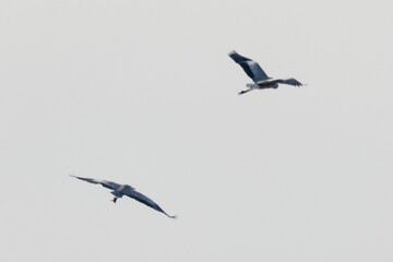 Flight of grey heron in the wild
