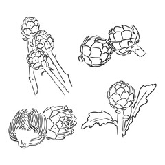 vector set of engraving illustration green vegetables artichoke on white background