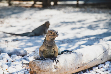 Iguanas de la Española 