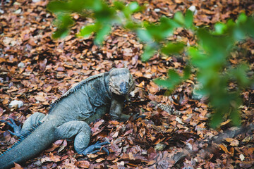 Iguanas de la Española 