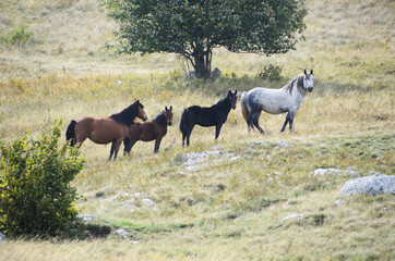 Livno, Bosnia and Herzegovina, horse, black horse, white horse, black and white horse,pony, beautiful,nature