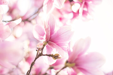 Spring floral background. Beautiful light pink magnolia flowers in soft light