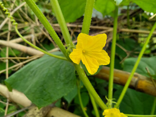 Cucomber flower in the garden