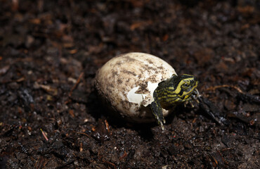 baby  Yellow headed Temple Turtle  hatching  from egg  with natural background . 