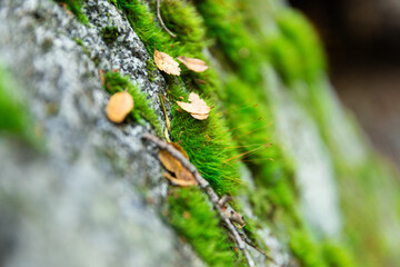 moss on tree