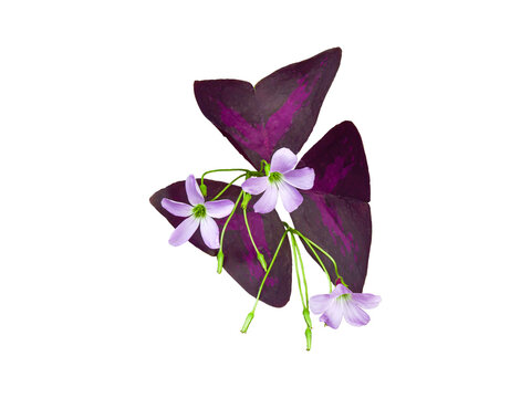isolated purple oxalis flowers with clipping path on white background a closeup of beautiful little flower bouquet with butterfly leaf for garden decoration