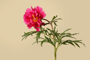Bright pink peony flower isolated on a beige background.