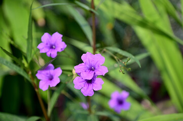 Closeup of Beautiful Violet Flowers are blooming in the garden with nature background.  