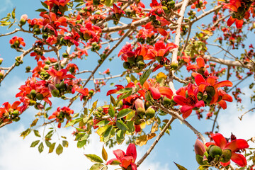 Blooming bombax ceiba or red cotton tree in Cairo, Egypt