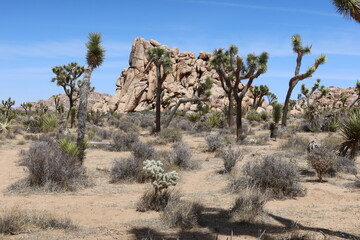 Desert  Landscape Rock Formations with Joshua Trees in Joshua Tree, California