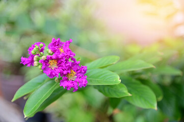 Queen's Flower, Queen's crape myrtle, Pride of India, Jarul, Pyinma or Inthanin Beautiful flowers of Thailand in the garden. 
Focus on leaf and shallow depth of field.