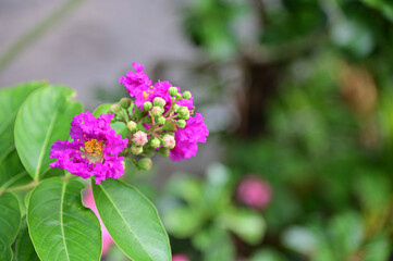 Queen's Flower, Queen's crape myrtle, Pride of India, Jarul, Pyinma or Inthanin Beautiful flowers of Thailand in the garden. 
Focus on leaf and shallow depth of field.