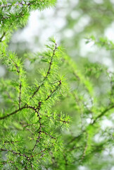 fluffy green larch branches of tree Larix decidua, European Larch tree twigs, natural forest background. young larch needles.