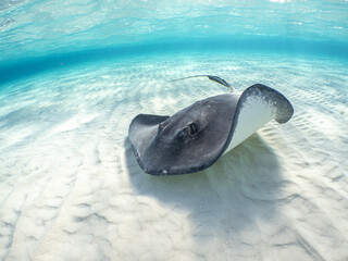 Beautiful shot of a stingray swimming blue water - Powered by Adobe