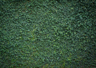 hi resolution natural Ficus pumila texture wall. Pumila is an ivy planted on the wall to create a natural atmosphere.