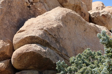 Fish Rock in California. Desert Joshua Tree