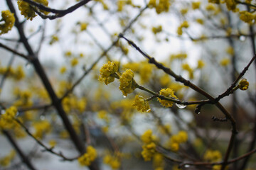 Blooming Cornelian cherry little yellow flowers after the april rain. Flowering deciduous shrub. Dogwood family. Blurred background.