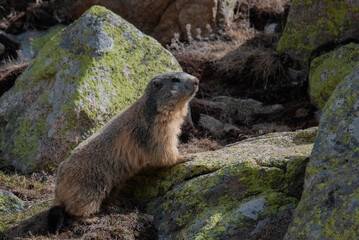 Marmota animal salvaje de perfil a dos patas pirineo