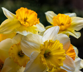 Obraz na płótnie Canvas Spring Bouquet of Daffodils