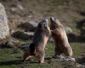 Marmotas pelea montaña animal salvaje
