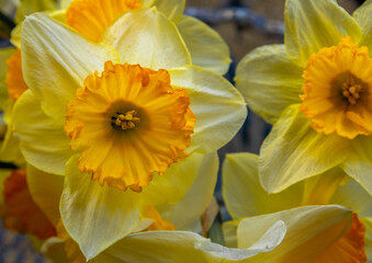 Spring Time Daffodils
