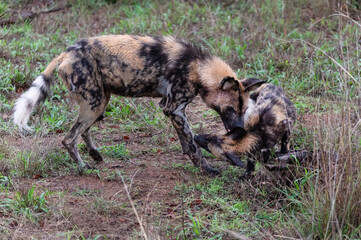 African wild dog greeting a puppy after returning from the hunt
